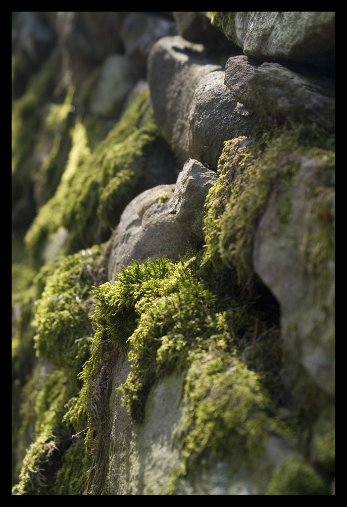 Moss Wall Kit Carruthers Flickr