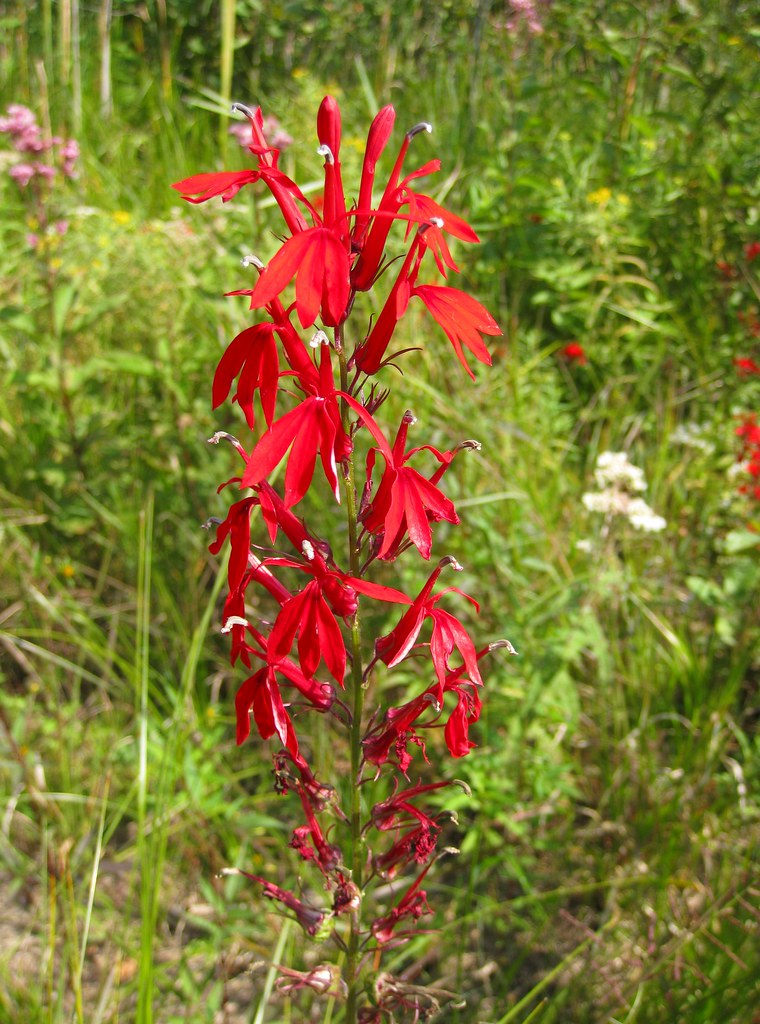 Red Wildflowers I don't know many types of flowers but the… Flickr