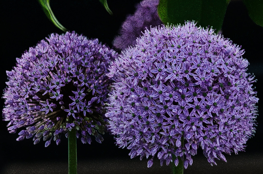 On Black Allium in my Garden by Anvilcloud [Large]