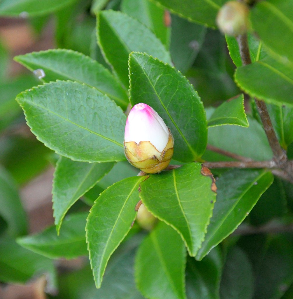 'Winter's Snowman' Camellia 'Winter's Snowman' Camellia (C… Flickr