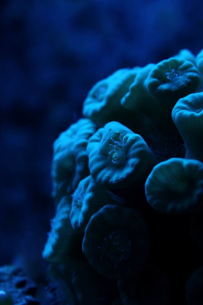 Deep blue Candy cane coral in my reef aquarium lit by Acti… Flickr