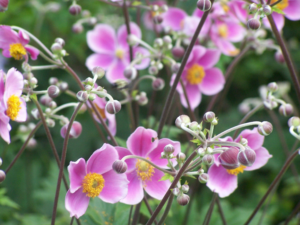 Untitled Secrest Arboretum Flickr