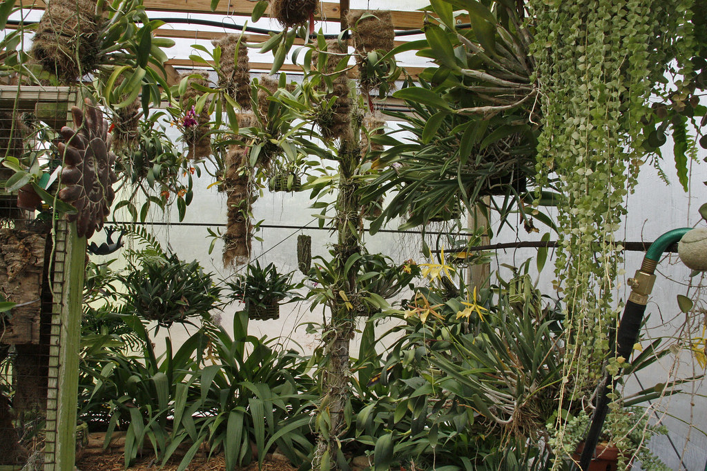 Cattleya baskets 010310 These will be moved to the Oak tre… Flickr