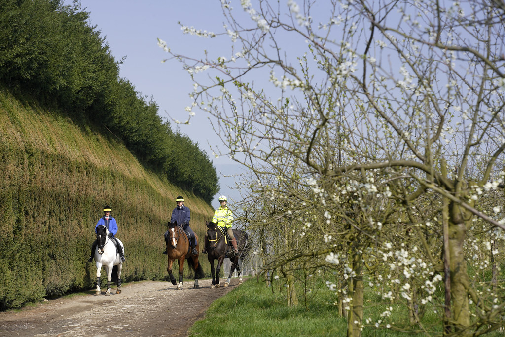 Kent Horse Riding Lessons at Olga Blount blog
