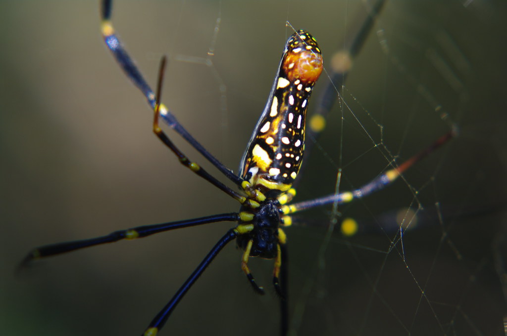 Taiwan Spiders From some walks in the countryside near Chu… Flickr