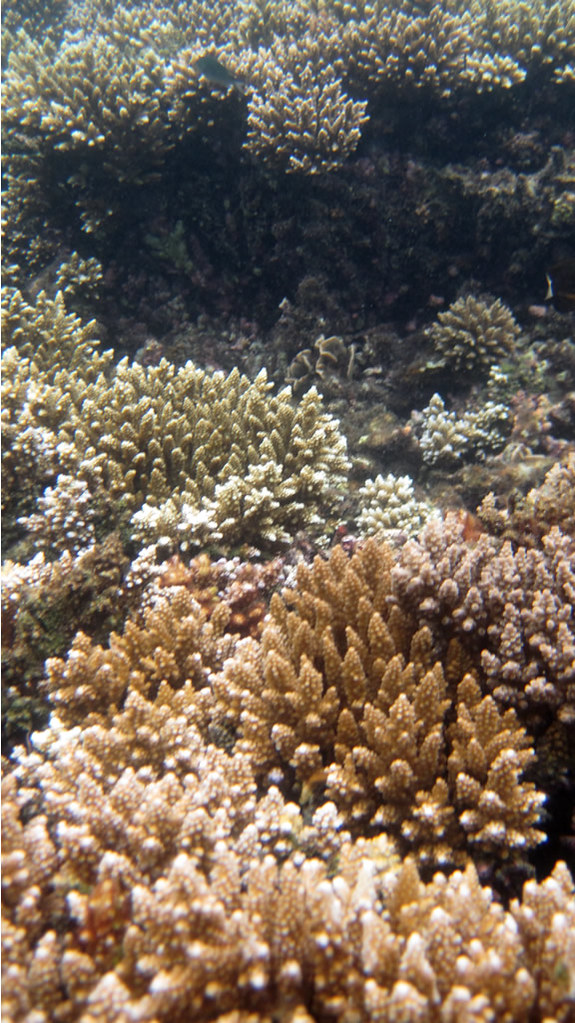 Koh Phangan snorkeling salad beach (1) SOMA SAMUI Flickr