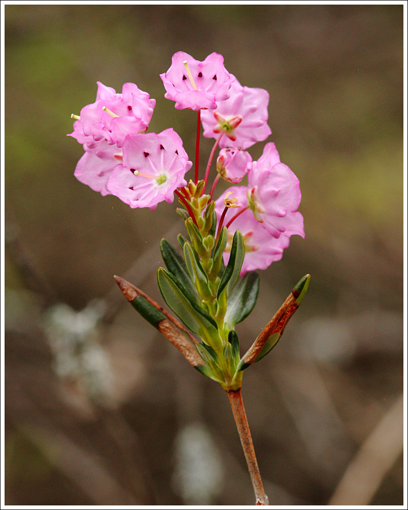 Bog Laurel Ponemah Bog. Amherst, NH. Dave Delay Flickr