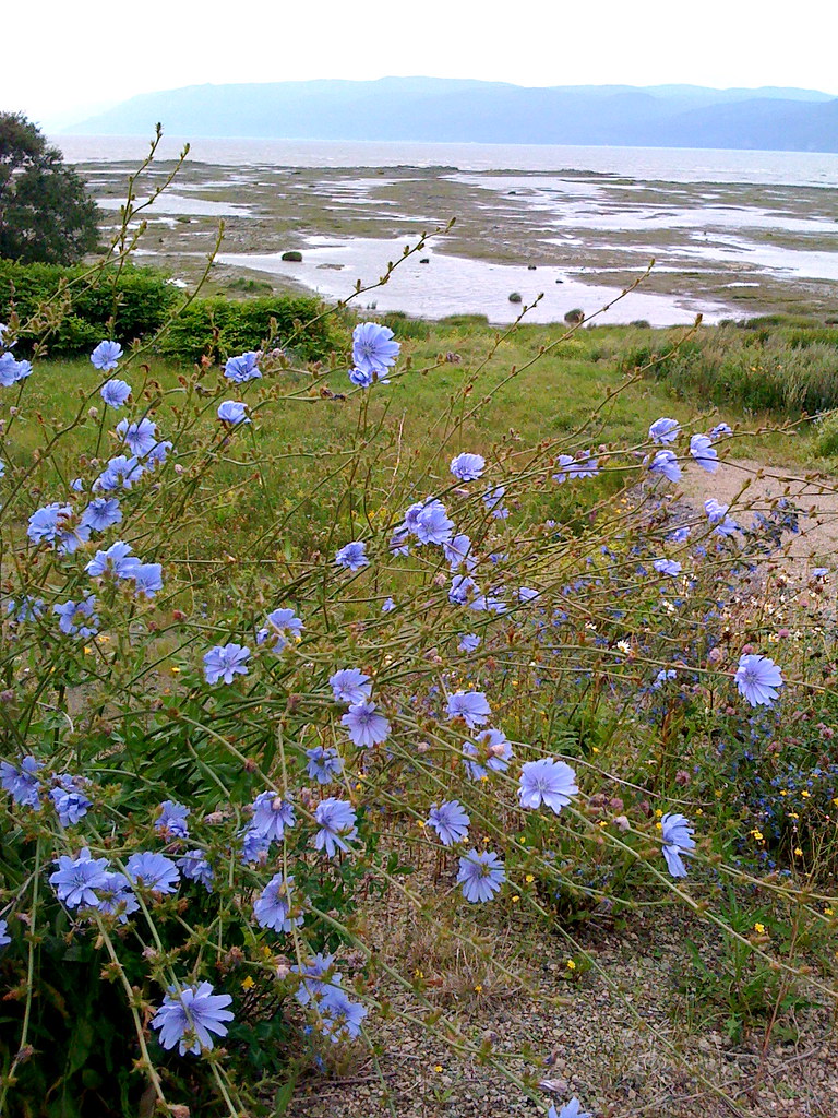 flowers_ile_aux_coudres Ile aux Coudres, Québec Flickr