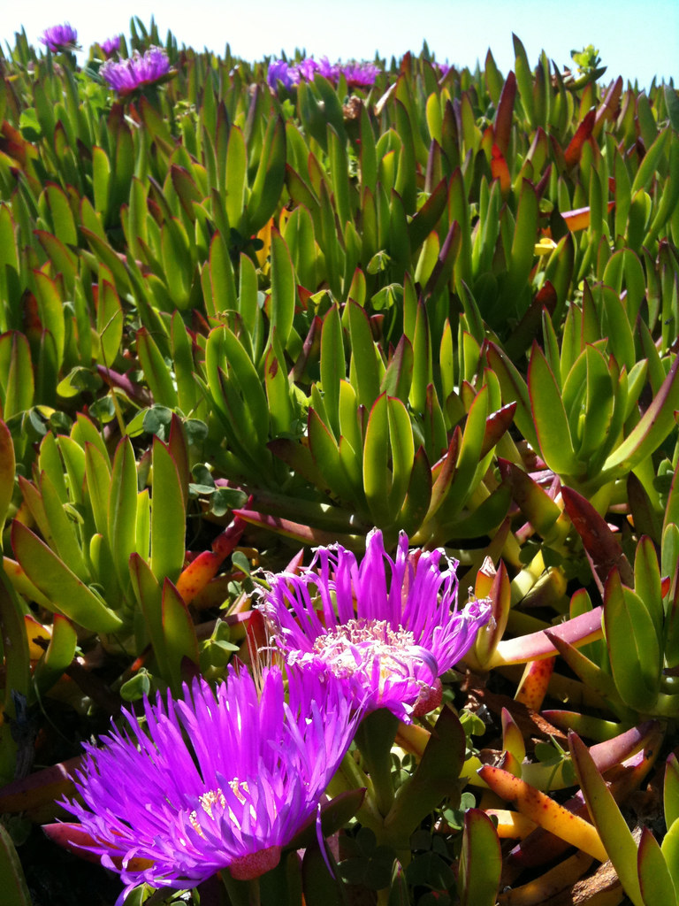 Sea figs These are all over the California coasts in a wid… Flickr