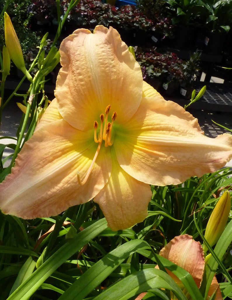 a flower on galveston island, texas 510 nolehace Flickr