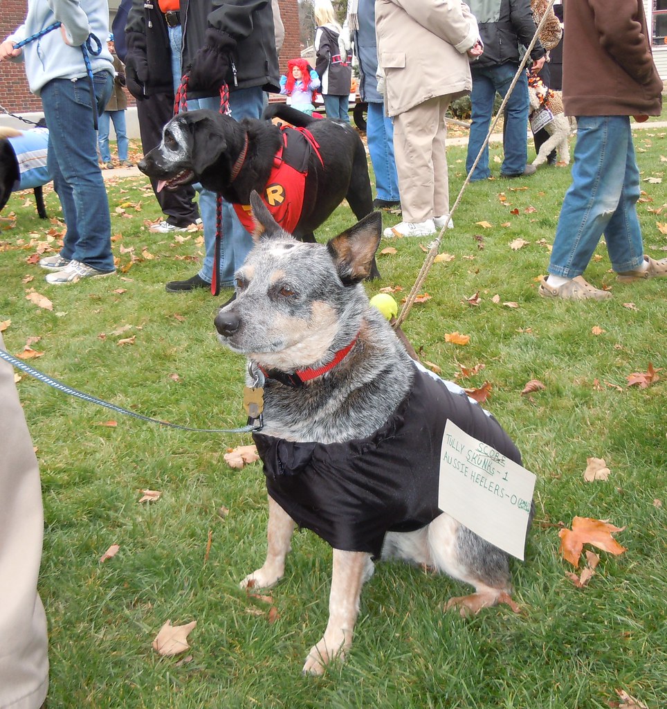 Tully Pet Halloween Costume Contest 003 Southern Hills Vet Hospital