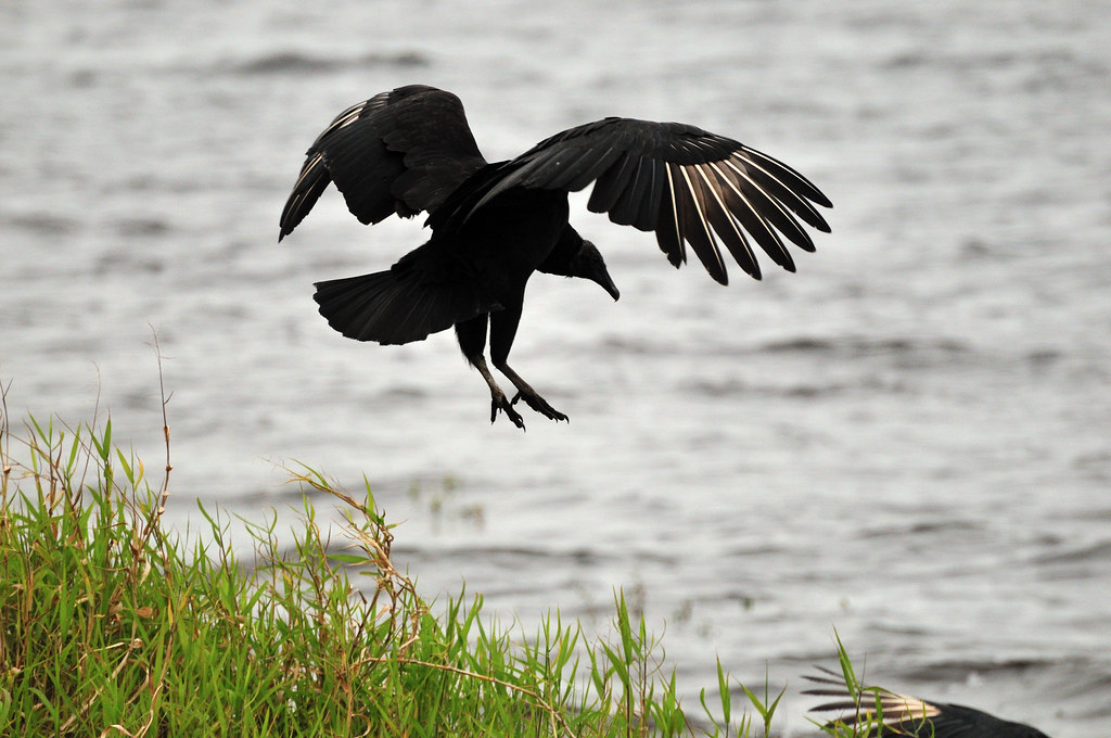 Black vulture flying Gregory Moine Flickr