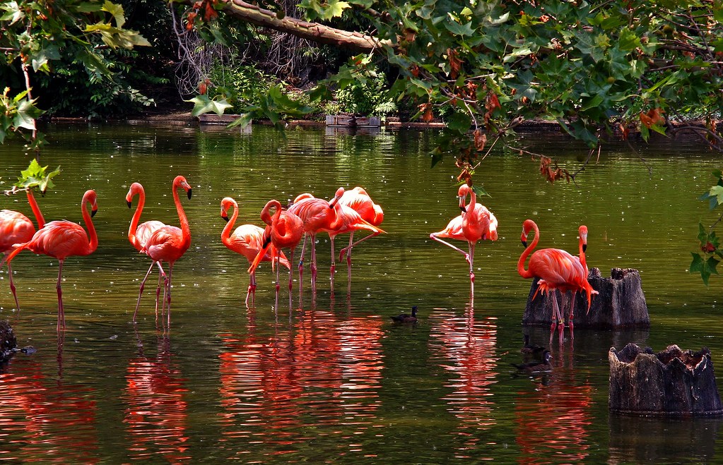 Memories of Summer A bunch of flamingos at the bird basin … Flickr