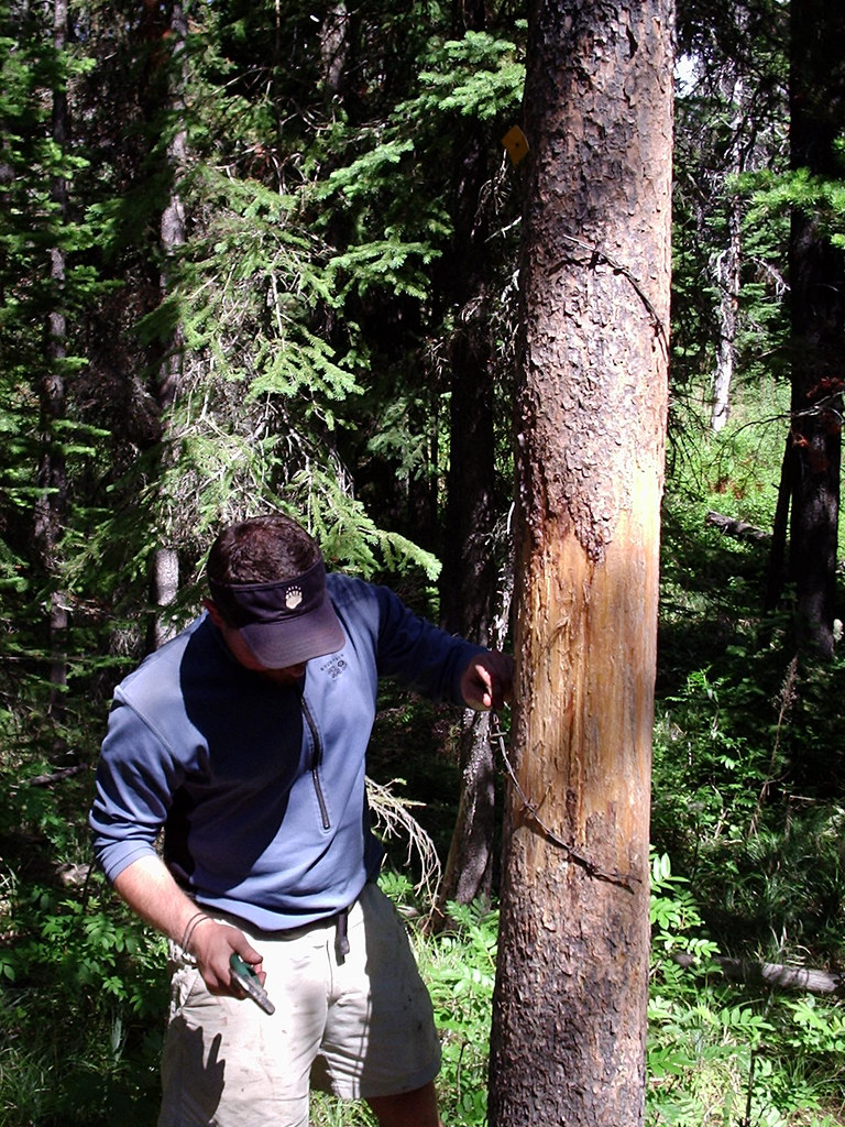Setting up a wire hair snag on a rub tree (Northern Divide… Flickr