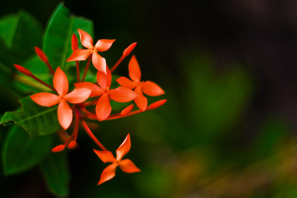 Bokeh Flowers Seen in Punta Cana, Dominican Republic the… Flickr