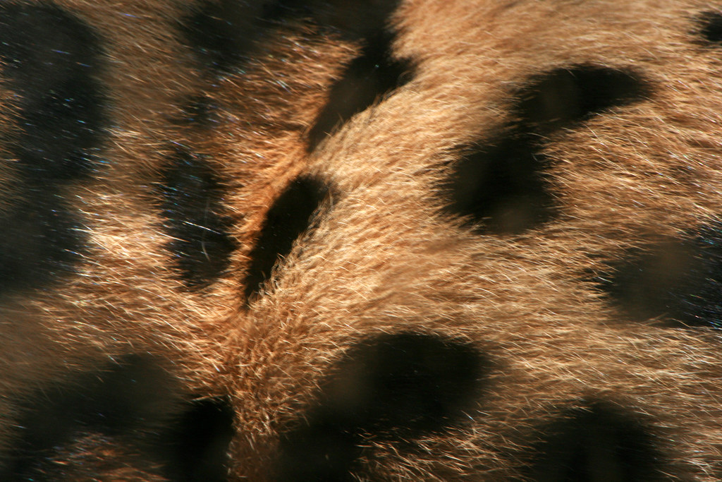 Leopard print On a leopard. Quinn Dombrowski Flickr
