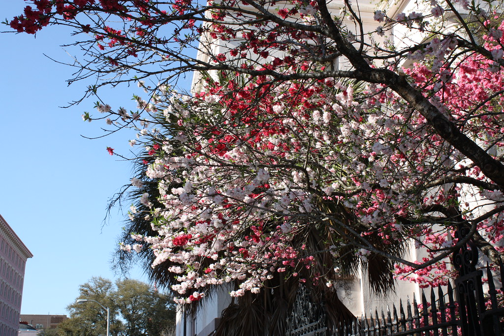 Blooming Trees Charleston, SC zodia81 Flickr