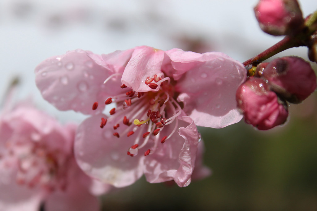 Nectarine Blossoms Flickr