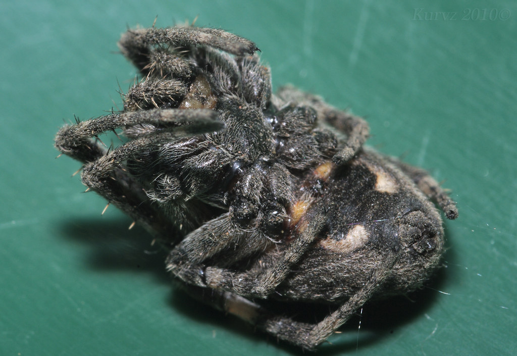 Spider curl Kurvz Flickr