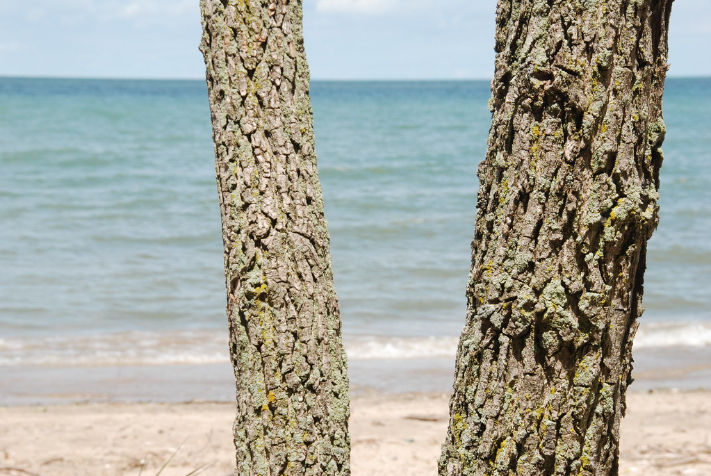 Trees and Lake Erie Trees along the Lake Erie shoreline at… Flickr