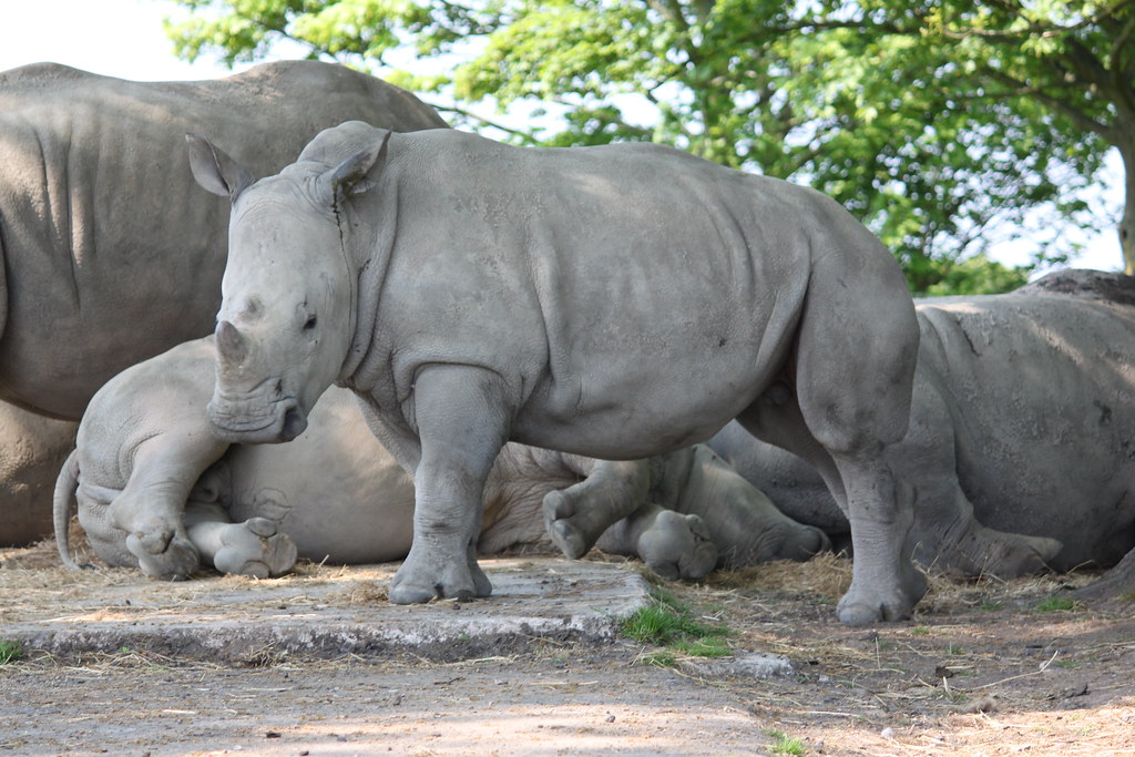 Rhino (baby) Scientific Name Ceratotherium simum Family