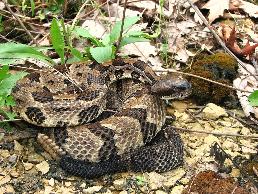 TImber Rattlesnake Crotalus horridus Adams County, Ohio … Flickr