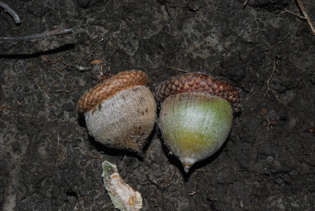 Northern Red Oak acorns Devil's Lake Oak Forest Wisconsin … Flickr