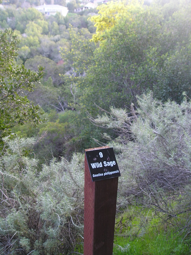 Wild Sage, Mills Canyon, Burlingame Bob Gorman Flickr