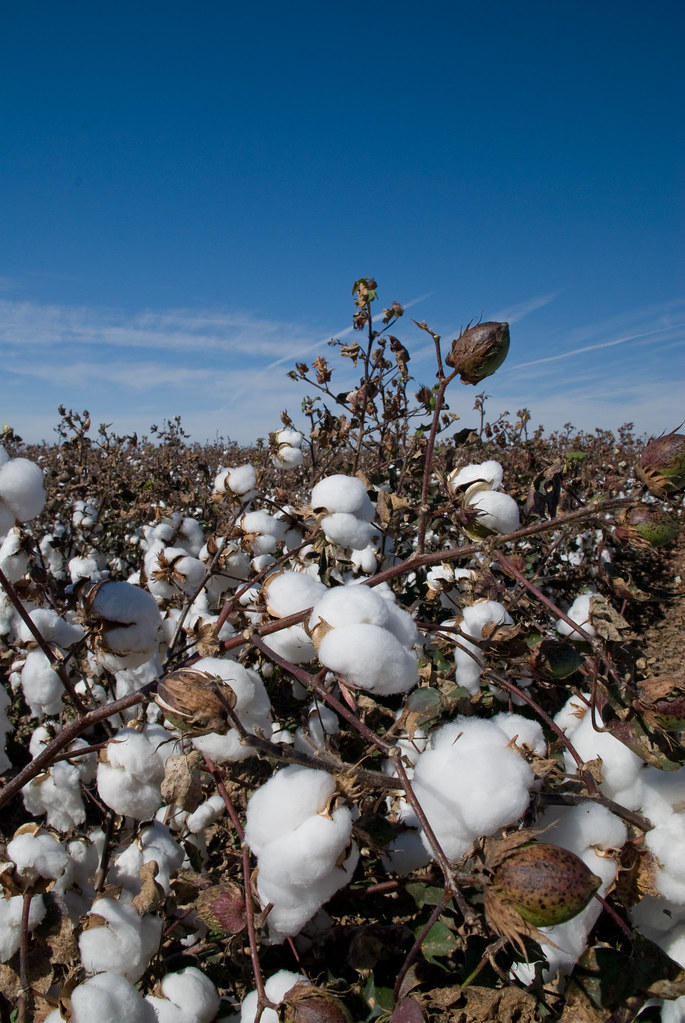Cotton fields near El Paso, Texas Shayne Gelo Flickr