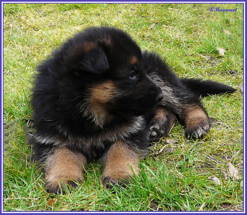Chiot berger allemand Claude Flickr
