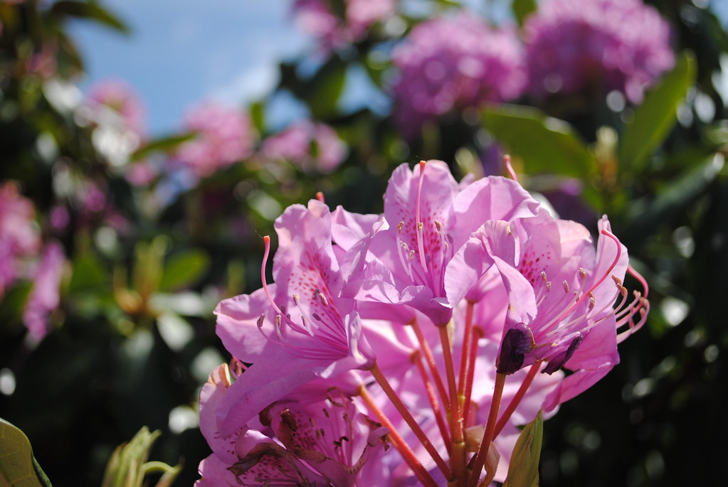 Flowers Purchase, NY zamboniman Flickr
