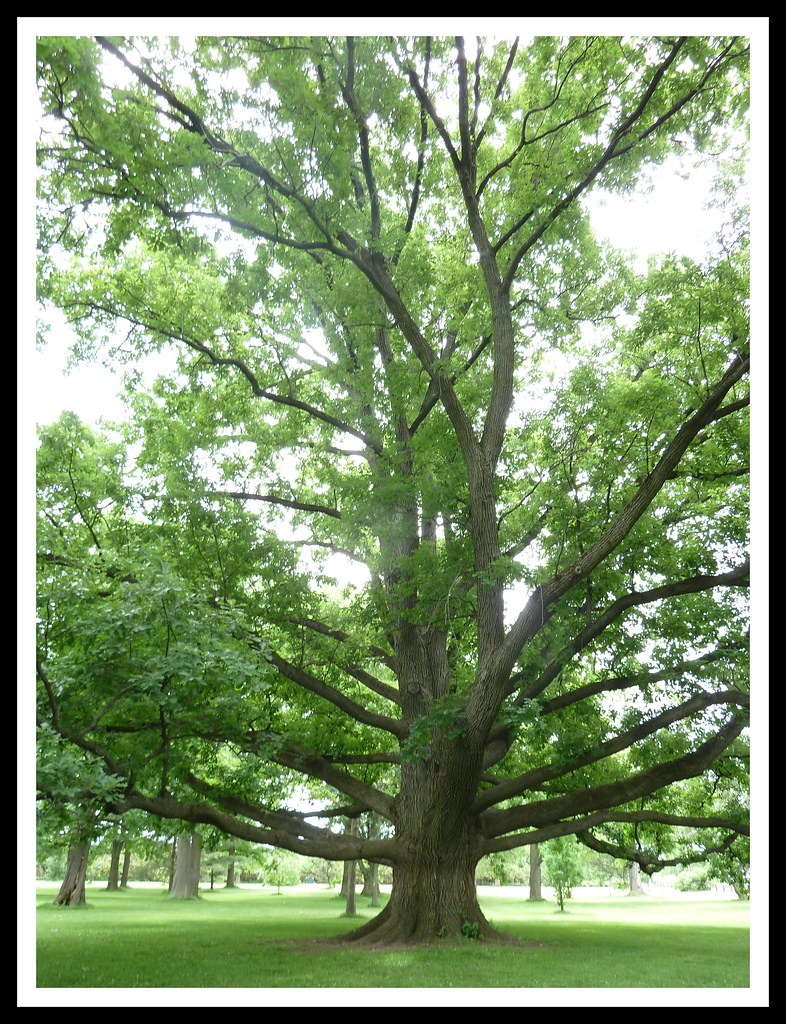The oldest oak tree in Ottawa at the Arboretum (Experiment… Flickr