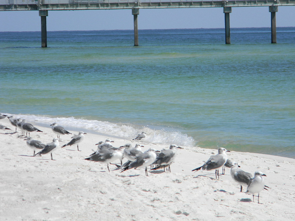 Cotton Bayou September 29, 2010 Gulf Shores & Orange Beach Flickr