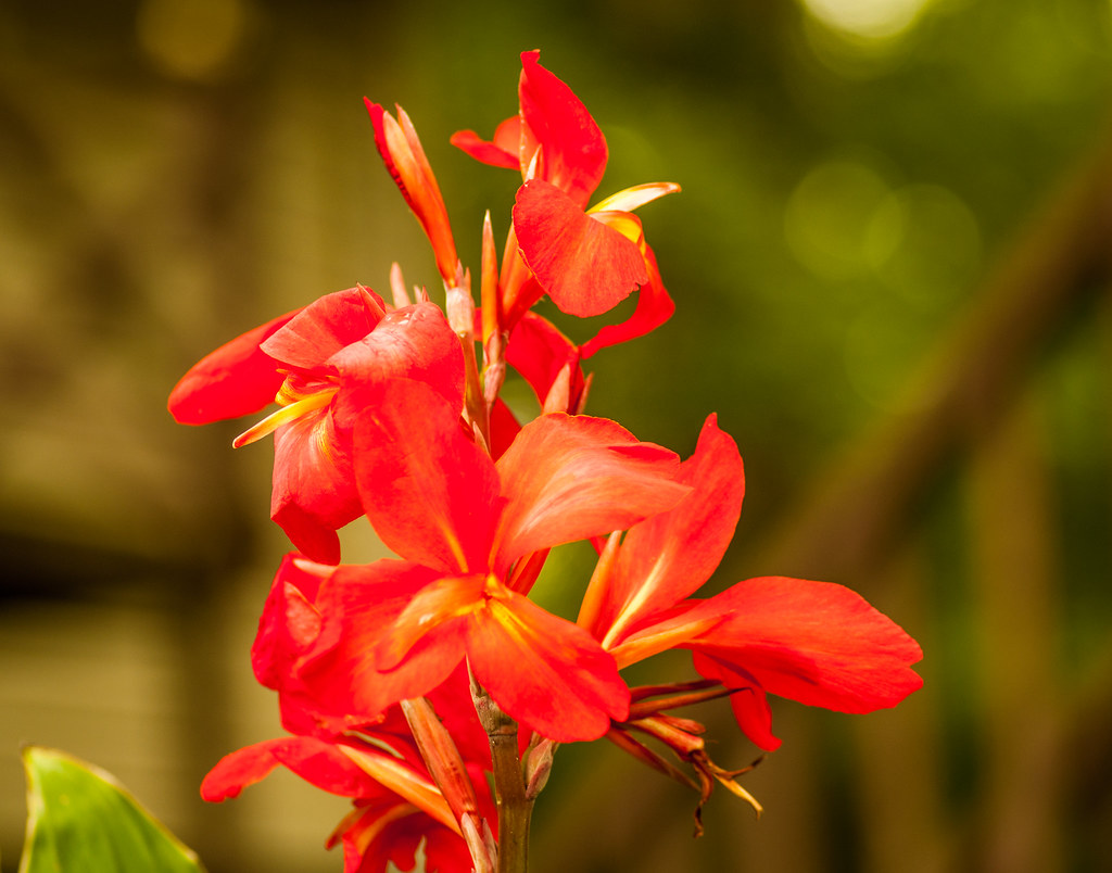 Canna Lily My canna lilies are in bloom now, but the Japan… Flickr