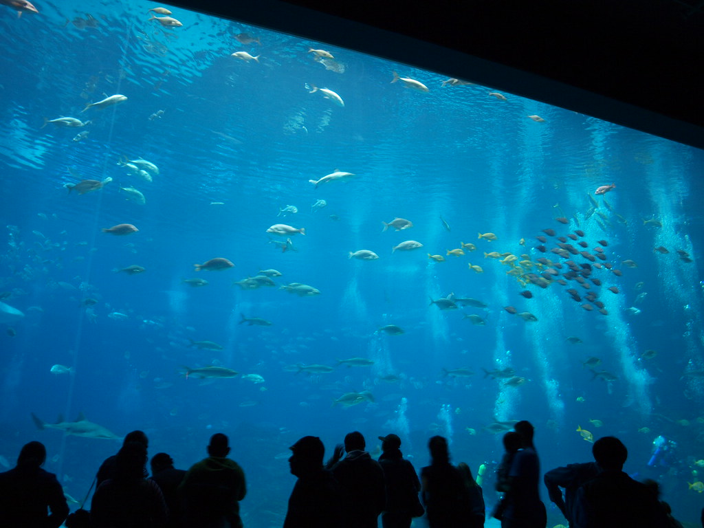 Aquarium is an entertaining, intriguing and educa… Flickr