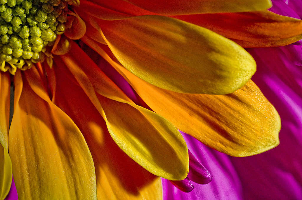 Dye Colored Daisies a photo on Flickriver