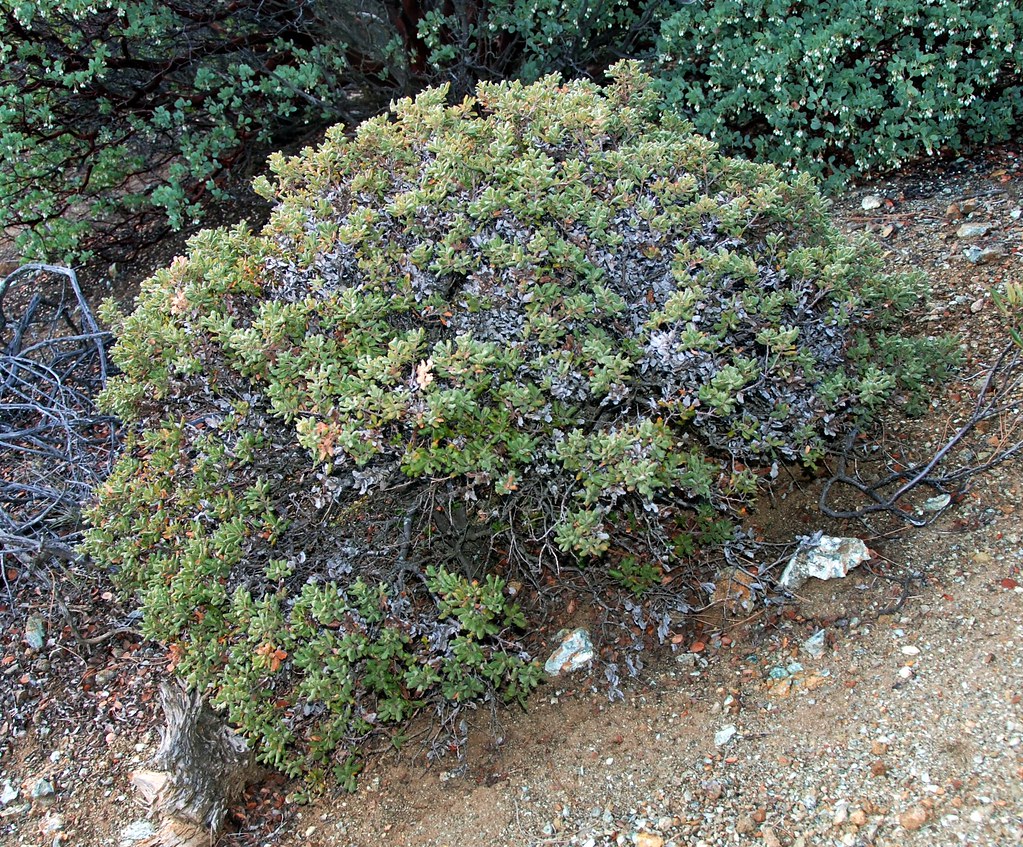 Flickriver Photoset 'Quercus dumosa Nuttall's Scrub Oak' by pete