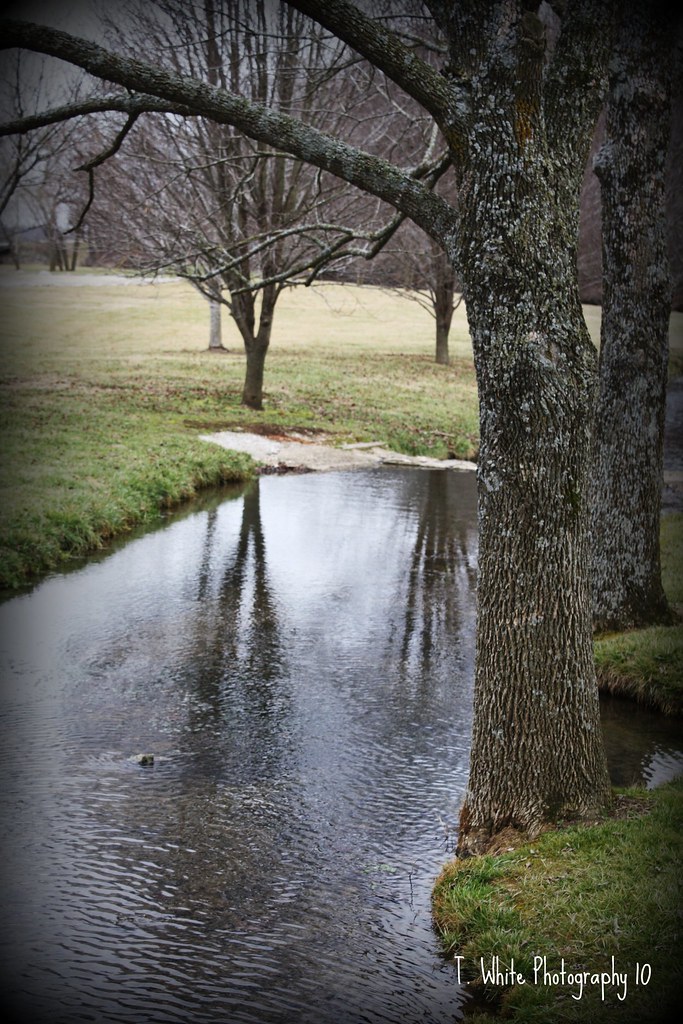 Jan 29 2010 013 This Is Jilly Mill in Pierce City Mo. wmaeflower