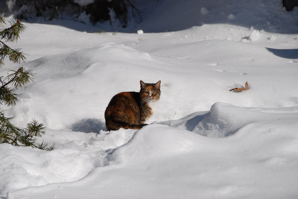 Feral cat sits in snow Feral cat Kitty sits in snow. Photo… Flickr