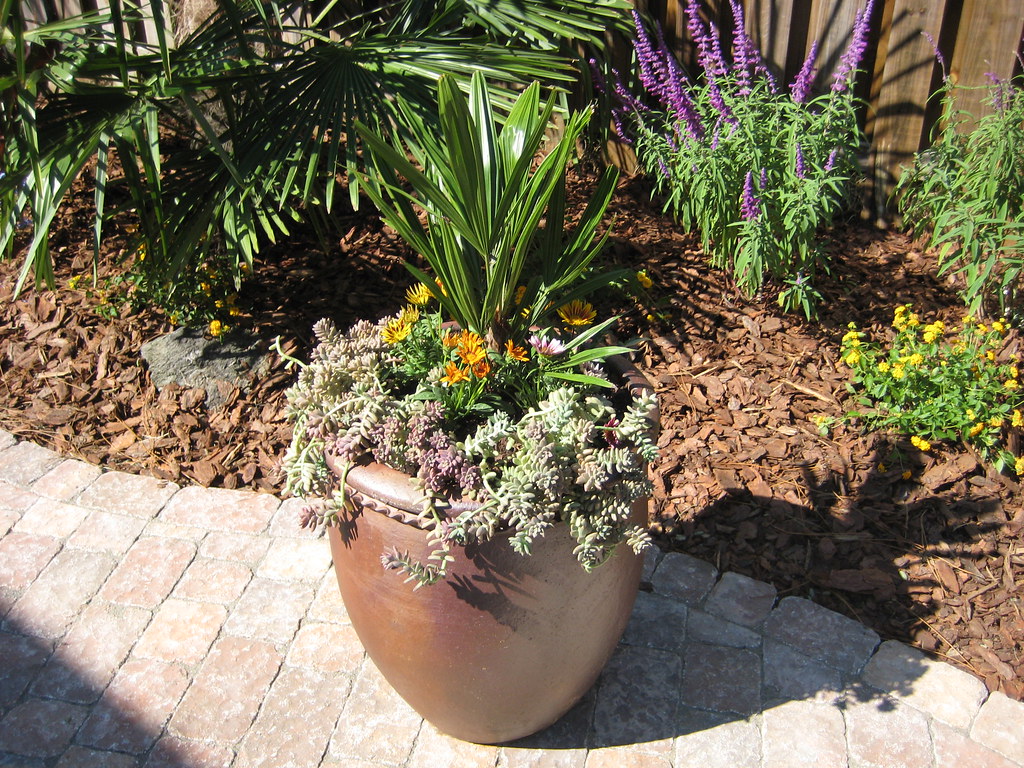 Can Palm Trees Survive In Colorado SARPO