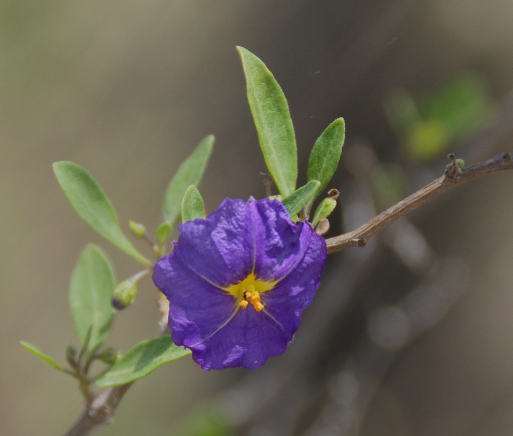Flower Nightshade Family a photo on Flickriver