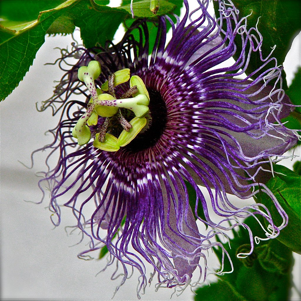 Passion Flowers...in Florida...March 2010 my first views e… Flickr