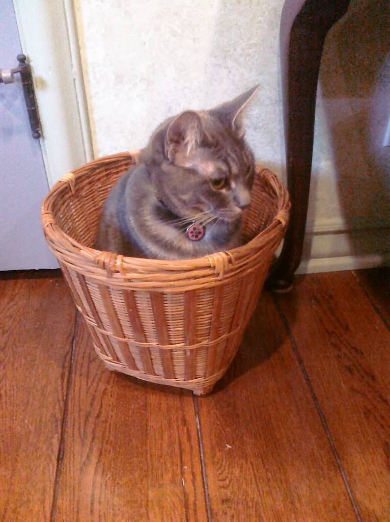 cat basket clearly, this basket is for cats, not trash. helkimchee