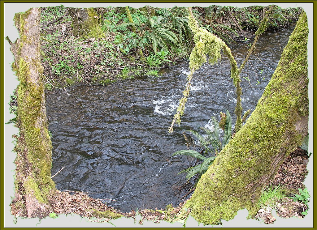 Spring arrives along Fennel Creek April 2007 along Fennel … Flickr