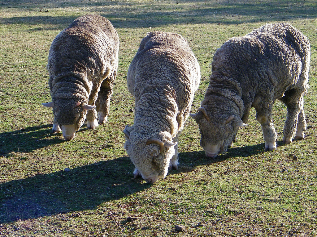 Merino Sheep at Greenfield Village These Merino sheep are … Flickr
