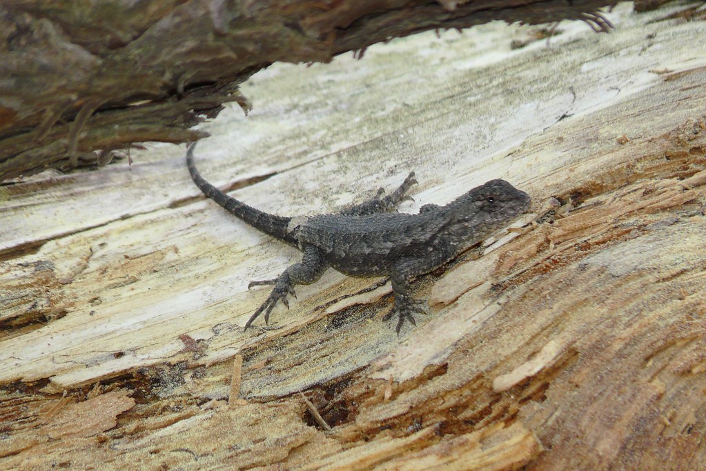 Eastern Fence Lizard Silver Ridge in Toms River, New Jerse… Shawn