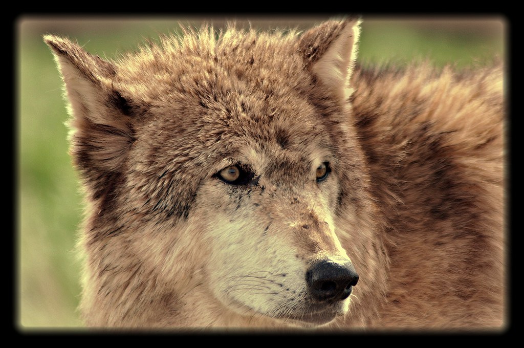 A Wolf Portrait South Dakota Wandering Coda Flickr