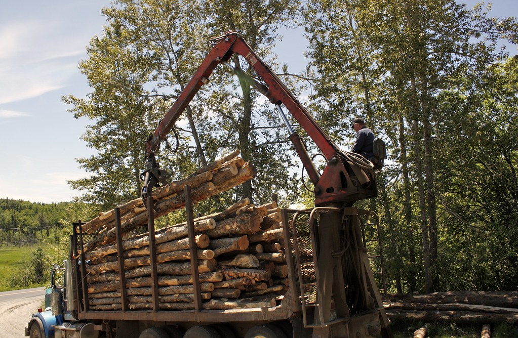 Wood's In (19) We got a truckload of logs for wood this ye… Flickr