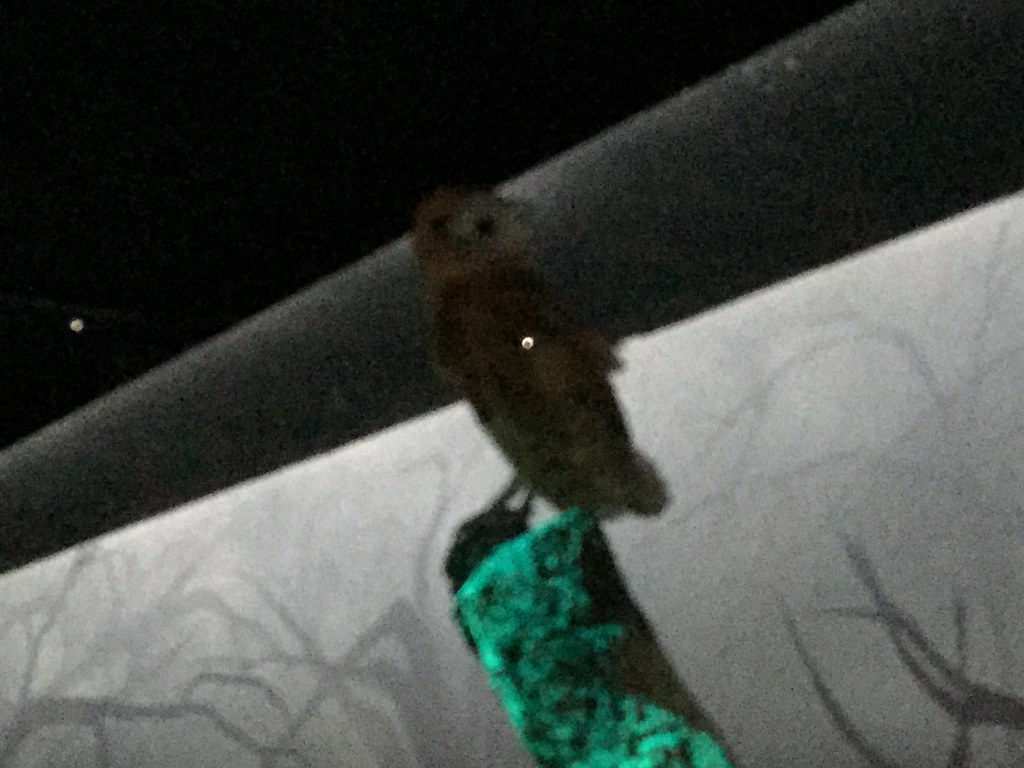 Untitled | Clint Floyd | Flickr