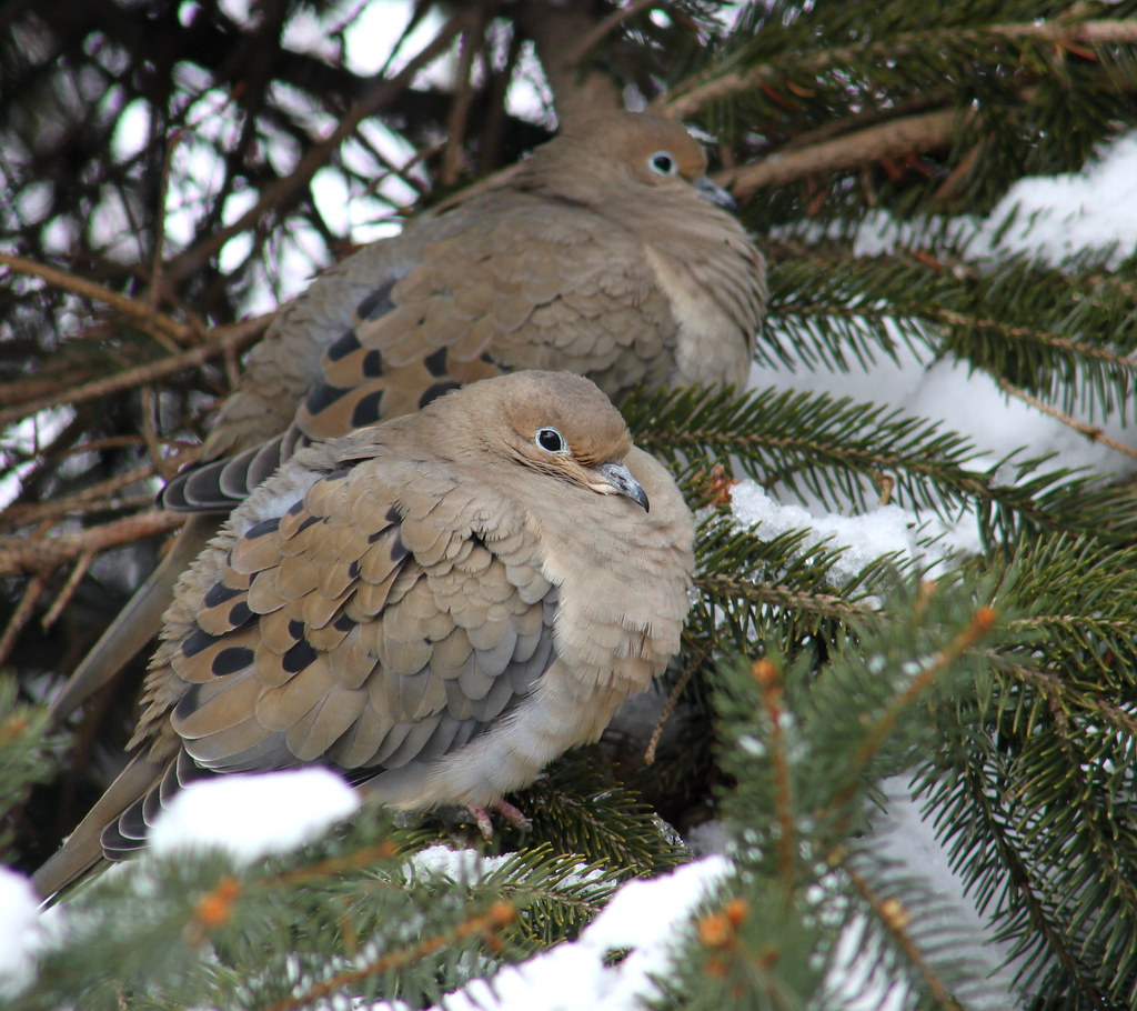 Two Mourning Doves DIsnowshoe Flickr